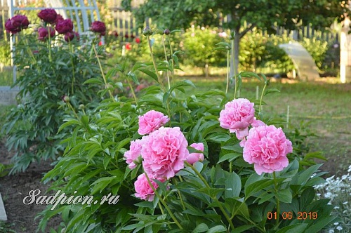 Пион Карнейшен Букет/Carnation Bouque.  �5