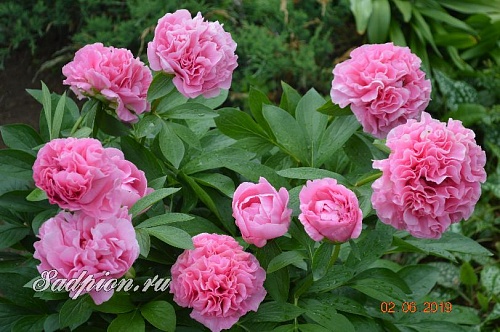 Пион Карнейшен Букет/Carnation Bouque.  �3
