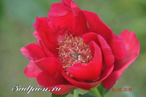 Пион гибридный Бирма Руби  /Burma Ruby.  �3