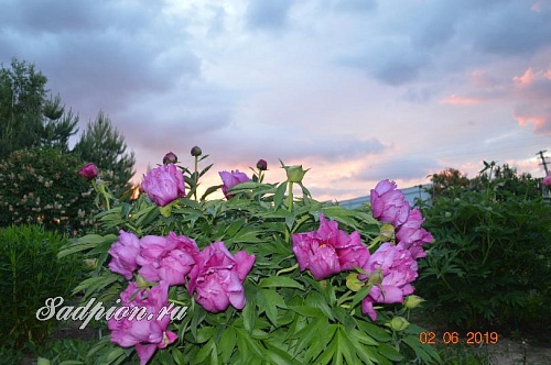 Монинг Лилак/Morning Lilac.  �4